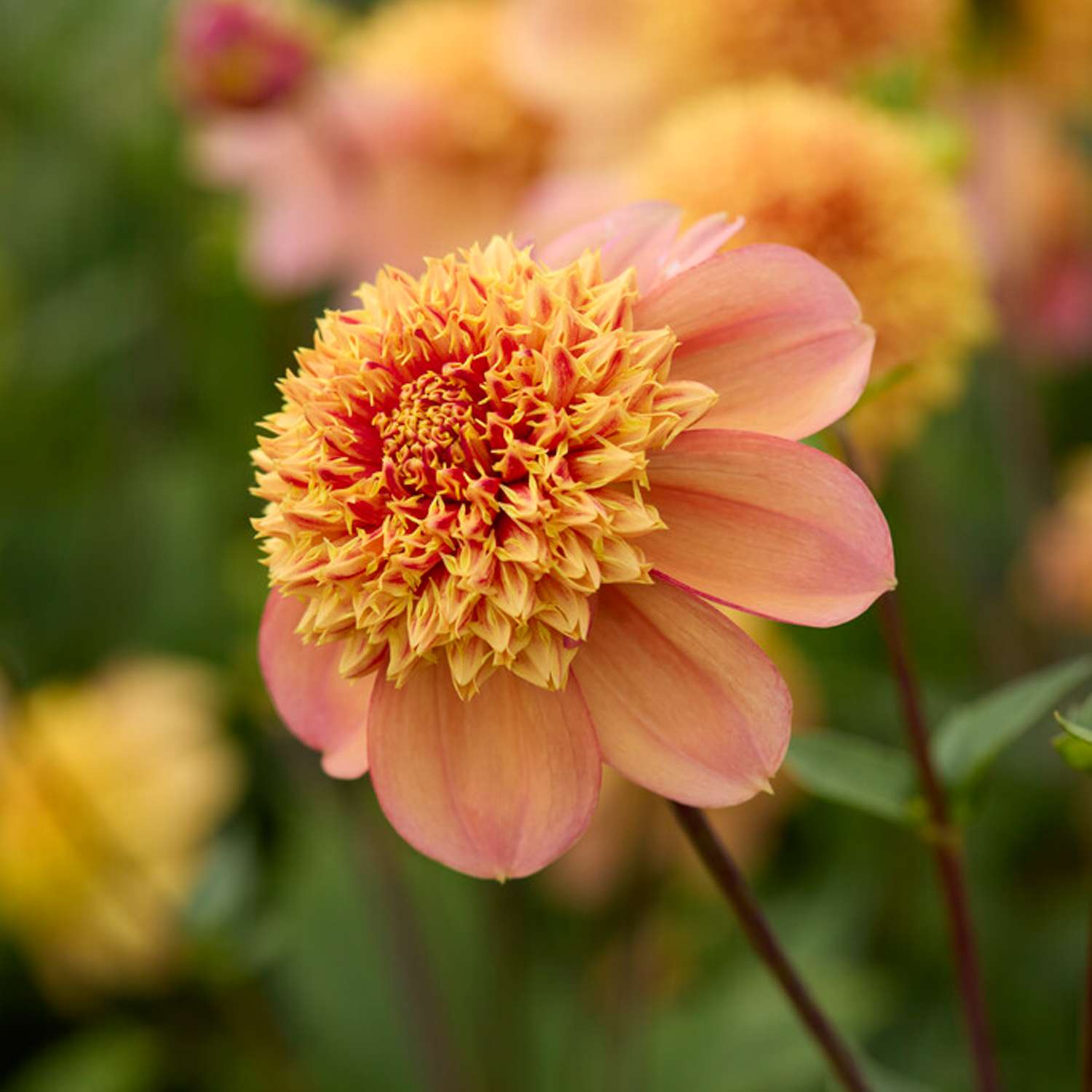 Dahlie ‘Sandia Brocade’ - Dahlia